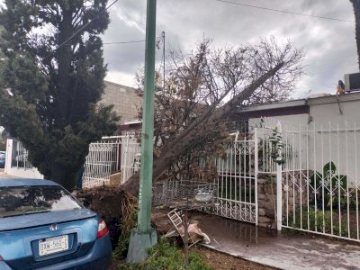 Cae árbol seco sobre vivienda durante tormenta en San Felipe
