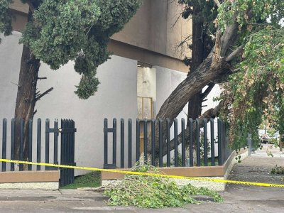 Caen dos árboles frente a Delegación del Imss por fuerte lluvia