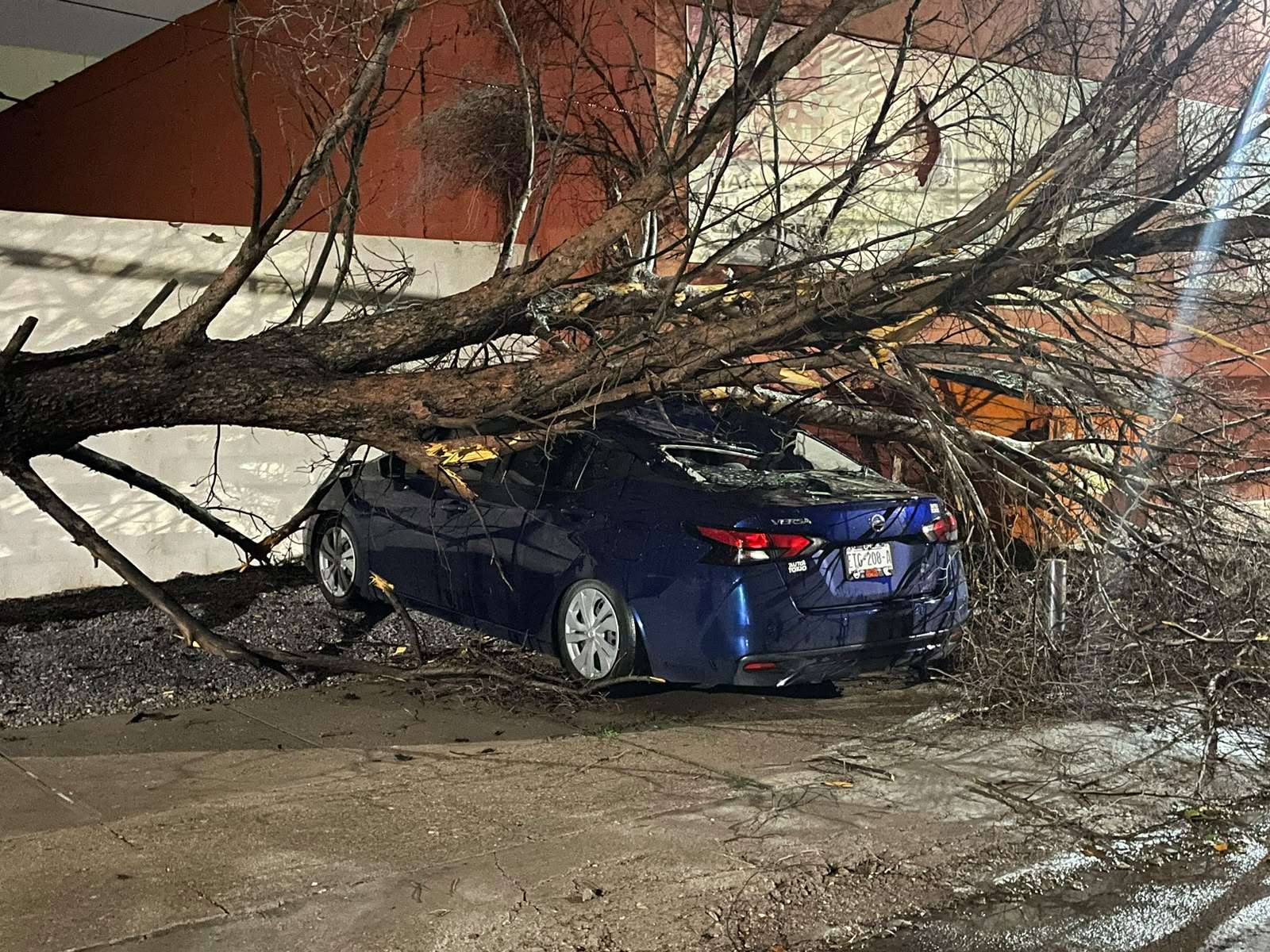 Destroza enorme árbol un auto tras venirse abajo en San Felipe