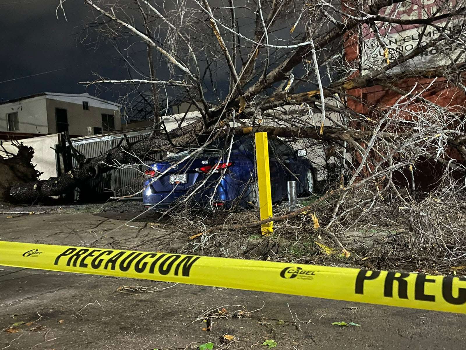 Destroza enorme árbol un auto tras venirse abajo en San Felipe