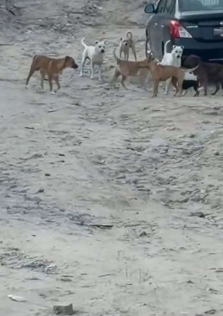 Alertan por jauría de perros en la colonia Plutarco Elías Calles