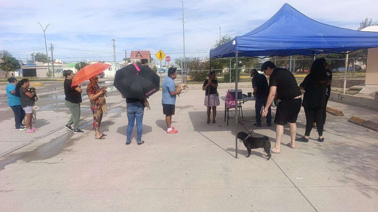 Vacunan contra la rabia a más de 33 mil mascotas aquí