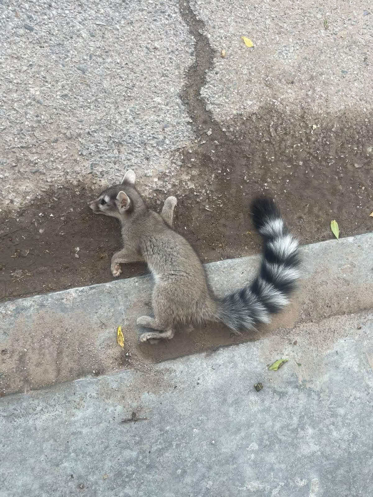 Muere cacomixtle norteño herido en la Sierra de Juárez 