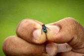 Suben a 99 casos activos de gusano barrenador en Chihuahua