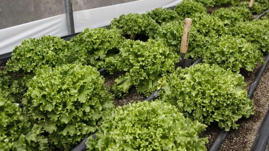 Descarta Cofepris origen mexicano de brotes en EU