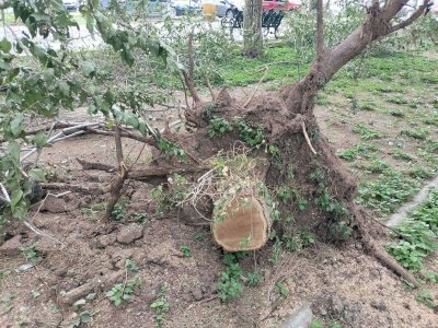 Retiran árboles dañados por lluvias en la Ciudad Deportiva