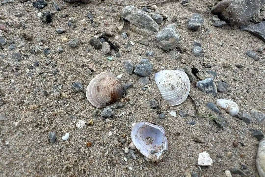 Deja crecida del Río Bravo al descubierto conchas y crustáceos