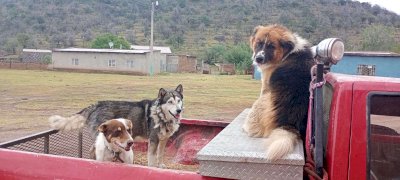 Llevan campaña de esterilización a comunidades 