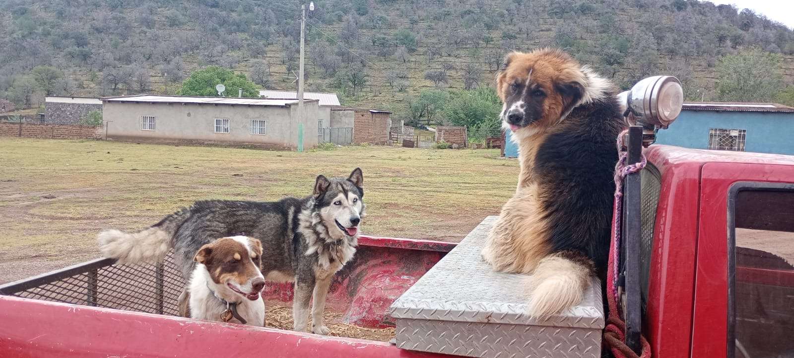Llevan campaña de esterilización a comunidades 