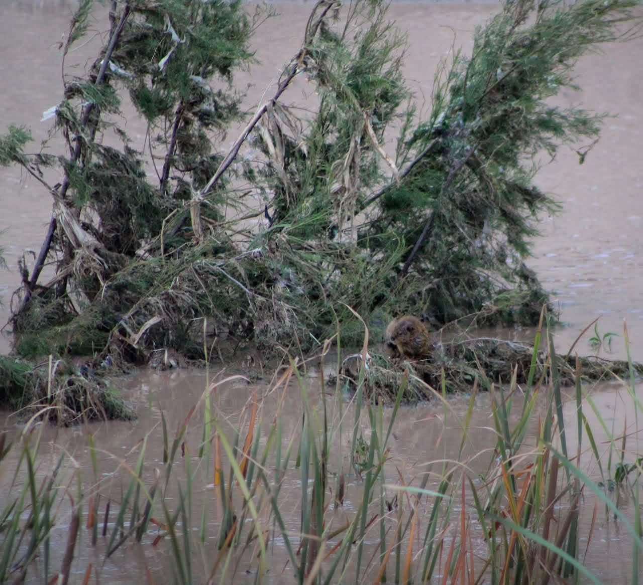 Crecida del Río Bravo deja ver a la rata almizclera en esa zona