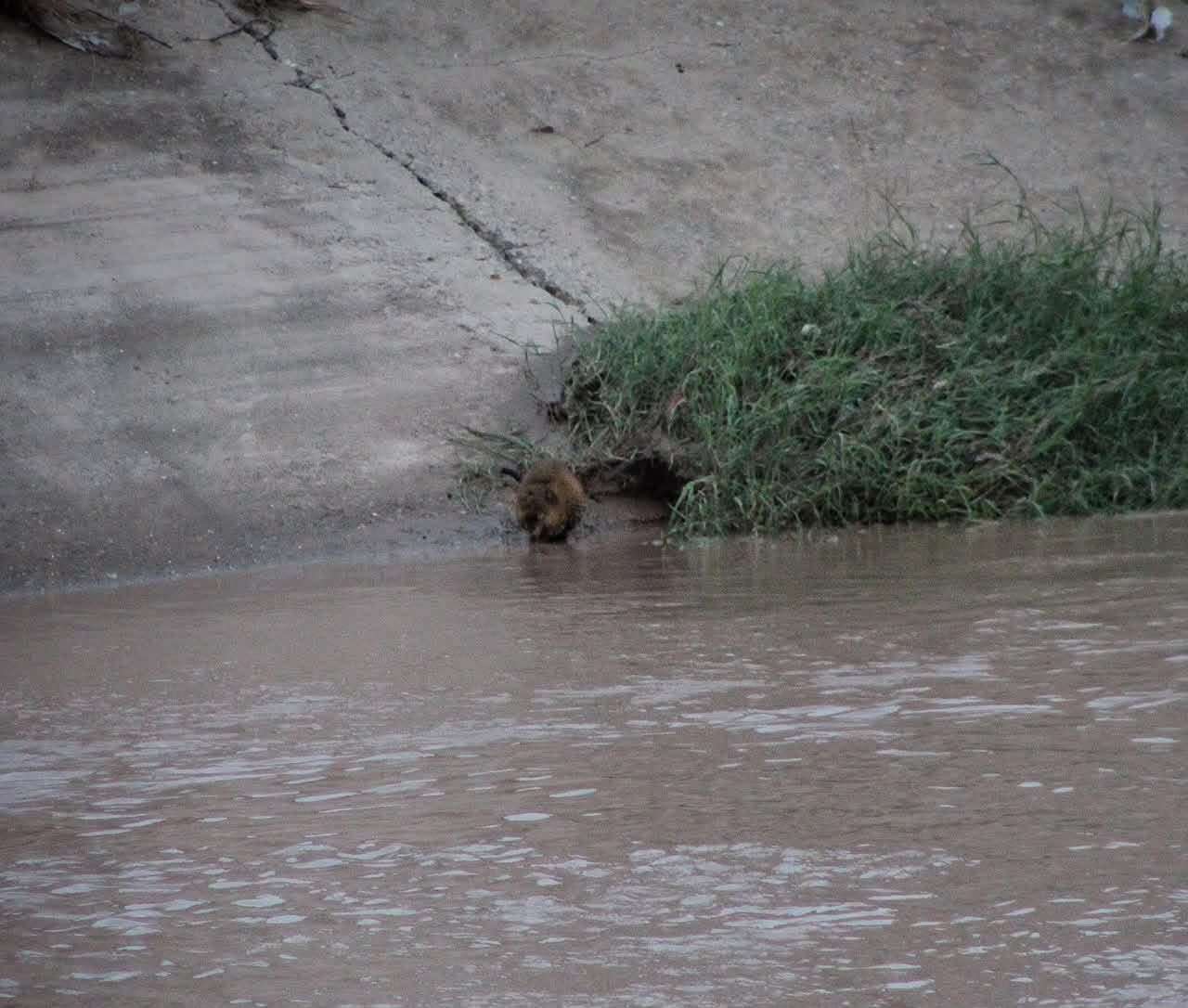 Crecida del Río Bravo deja ver a la rata almizclera en esa zona