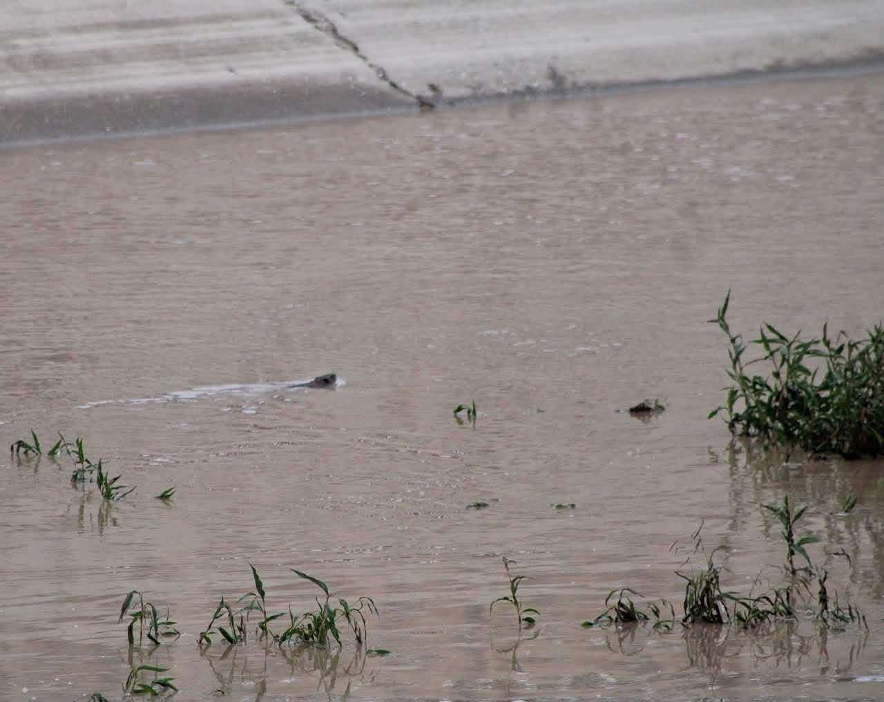 Crecida del Río Bravo deja ver a la rata almizclera en esa zona
