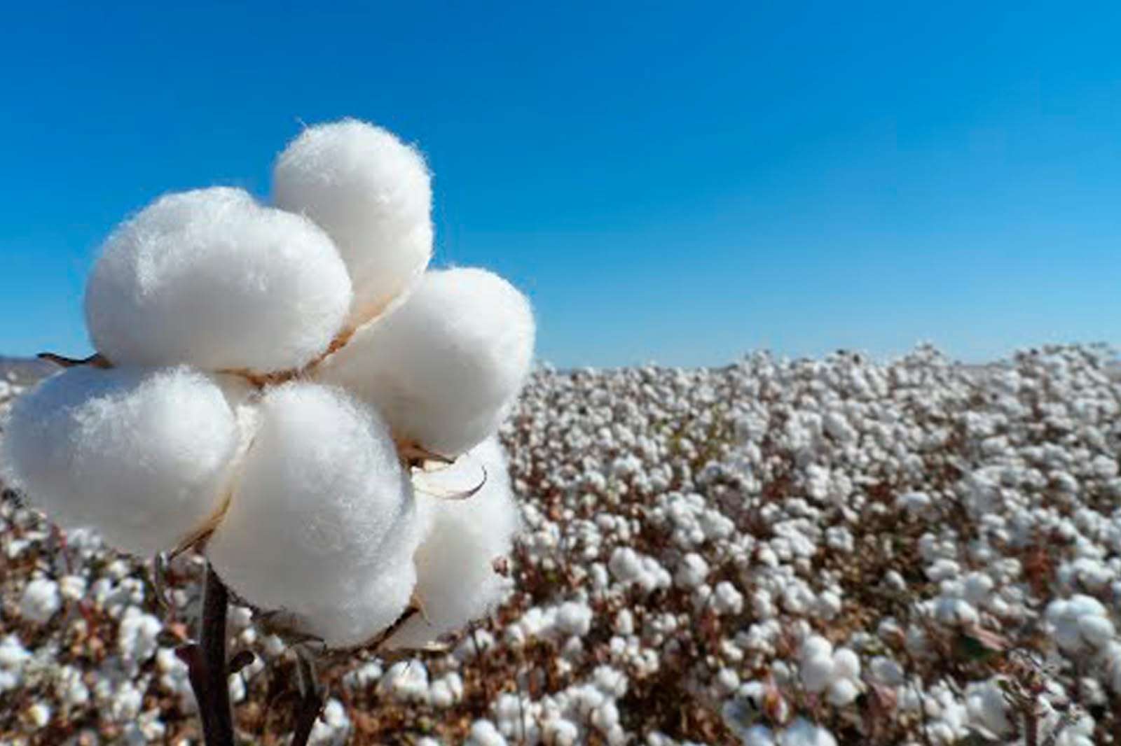 Aporta Chihuahua hasta 78.5% del algodón producido en México