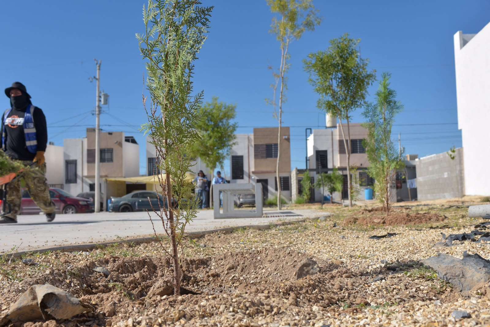 Inicia Estado reforestación de parques en Cerrada del Álamo II
