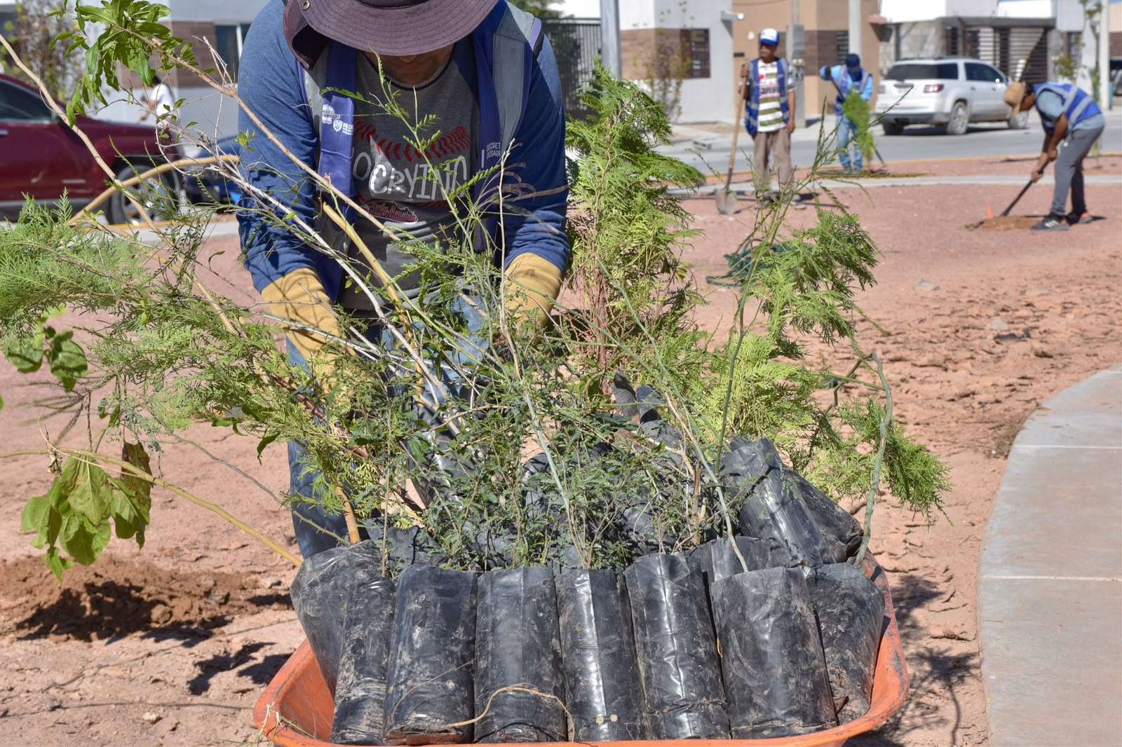 Inicia Estado reforestación de parques en Cerrada del Álamo II