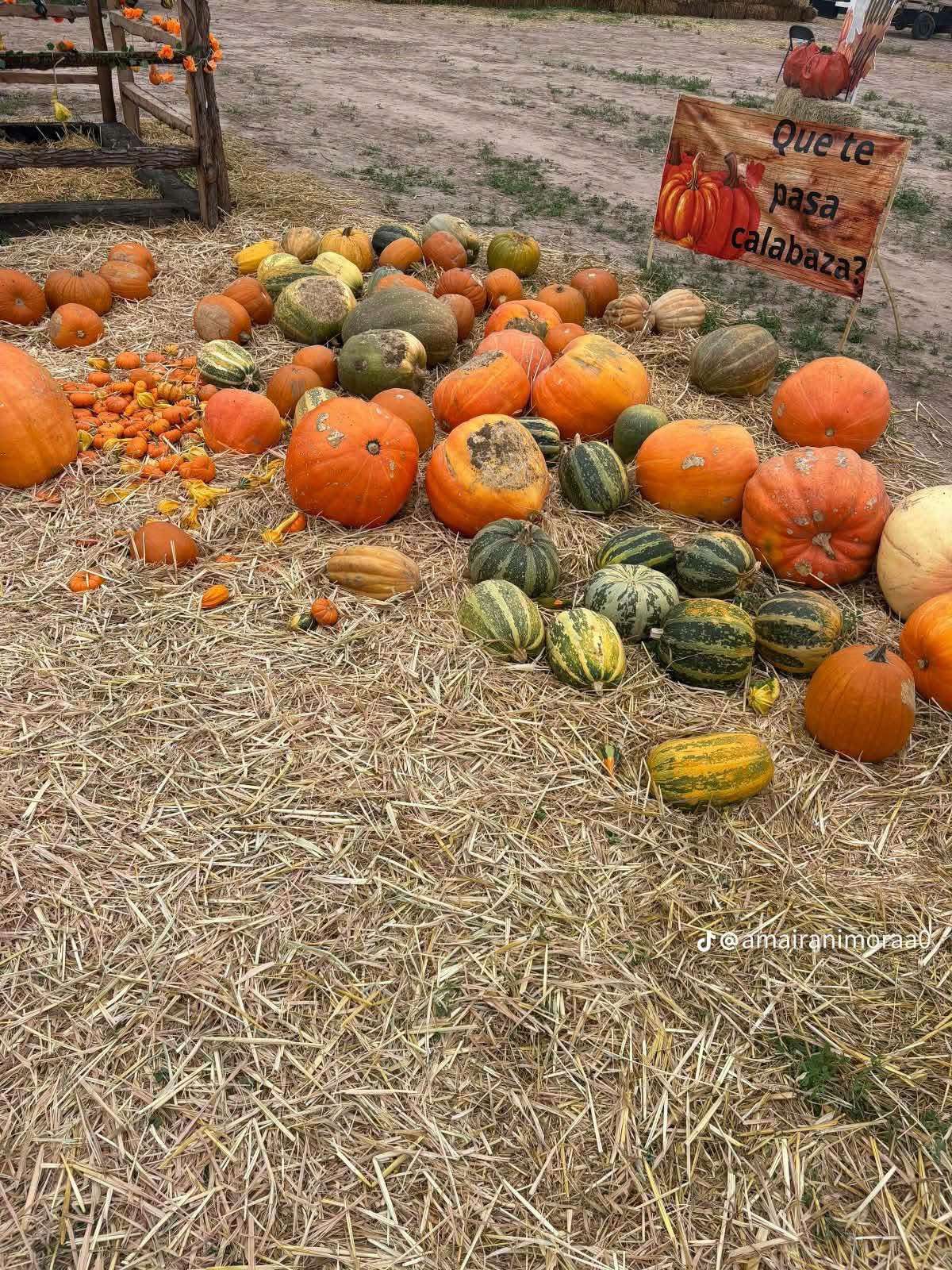 Atrae Festival de Calabazas al rancho El Tatán en Ahumada 
