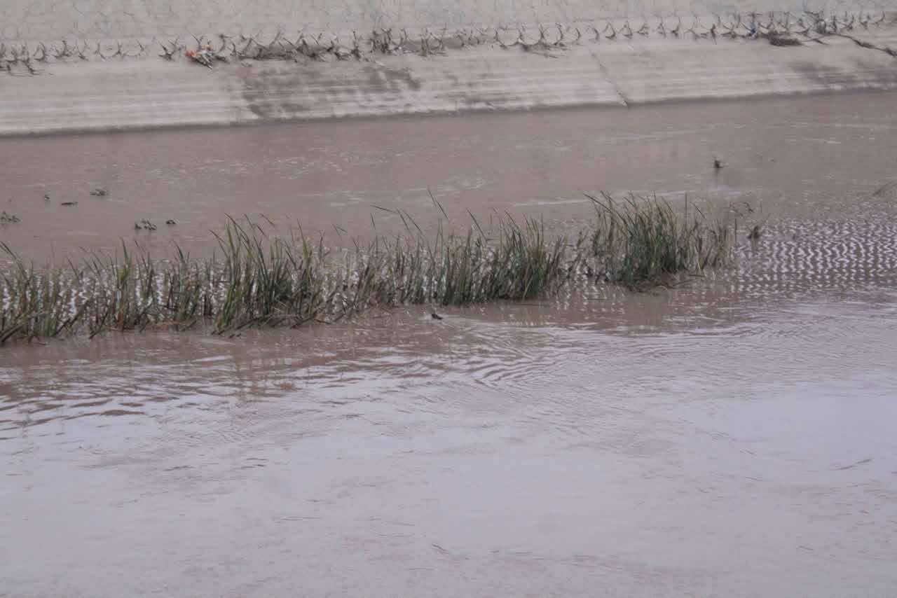 Crecida del Río Bravo deja ver a la rata almizclera en esa zona