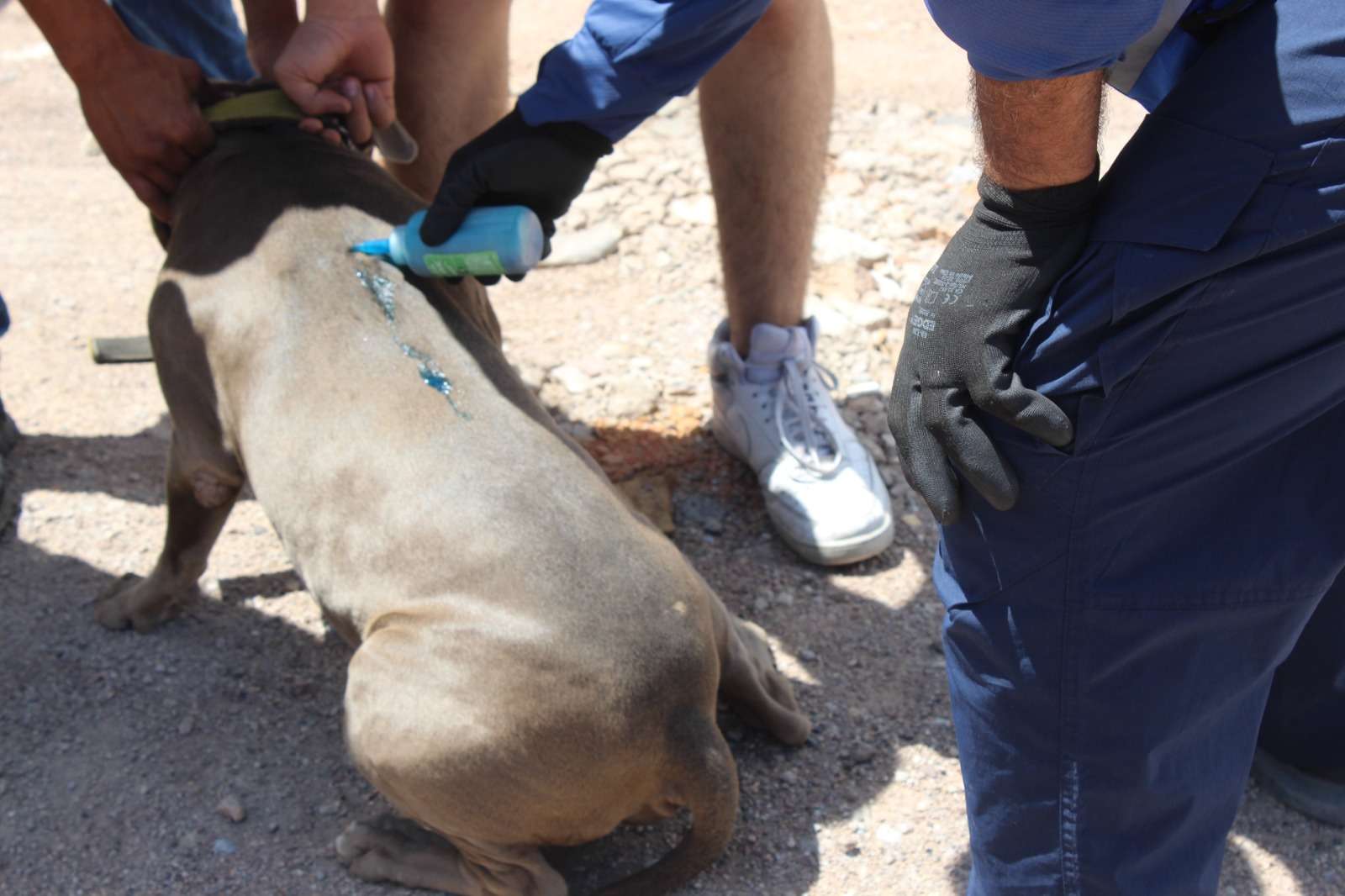 Llama Impas a prevenir la rickettsia ante humedad por lluvias