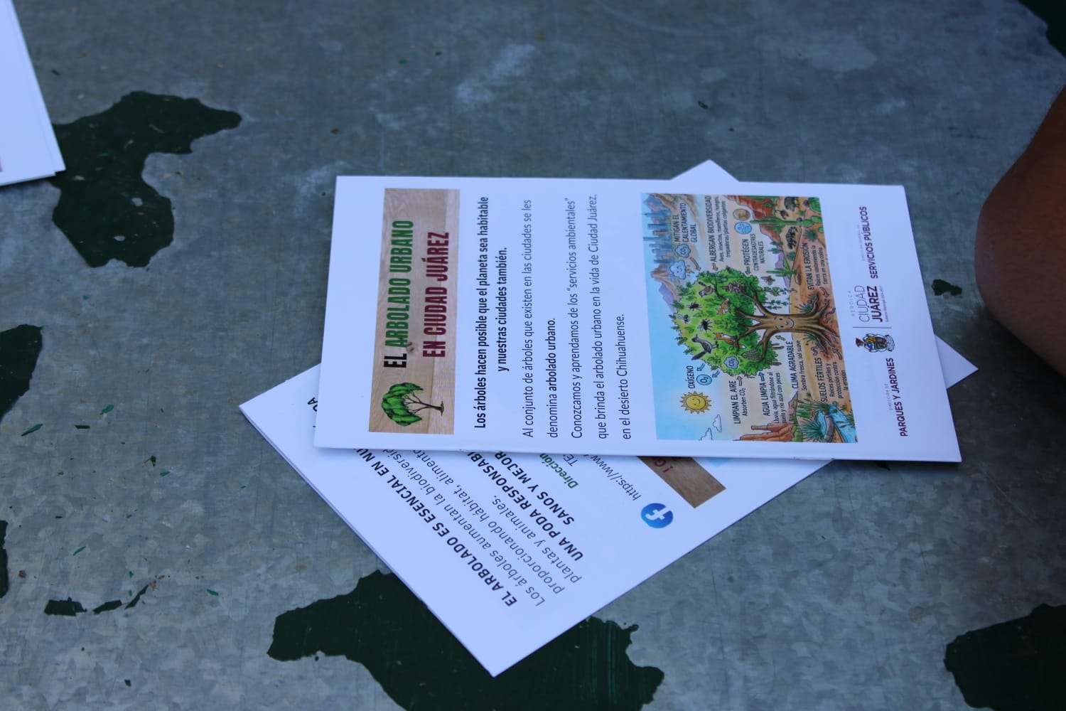 Imparten taller sobre plantación adecuada de árboles