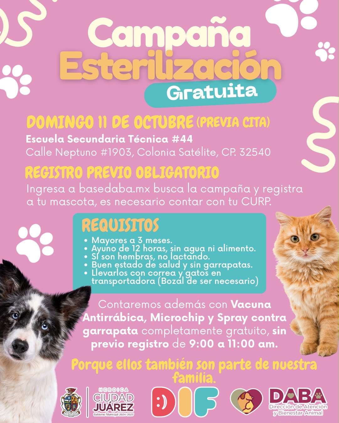Esterilizaron gratis a mascotas en el Kilómetro 31; van mañana a Satélite 