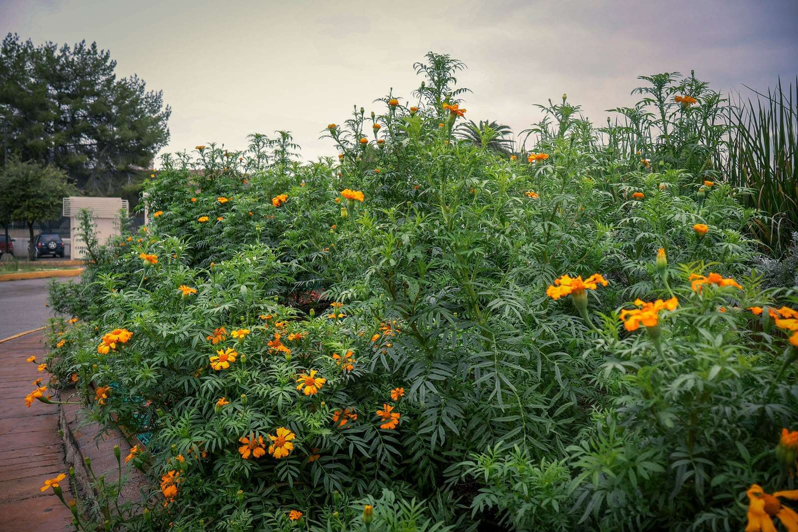 Cultiva Parral 10 mil plantas de cempasúchil por Día de Muertos