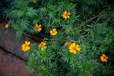 Cultiva Parral 10 mil plantas de cempasúchil por Día de Muertos