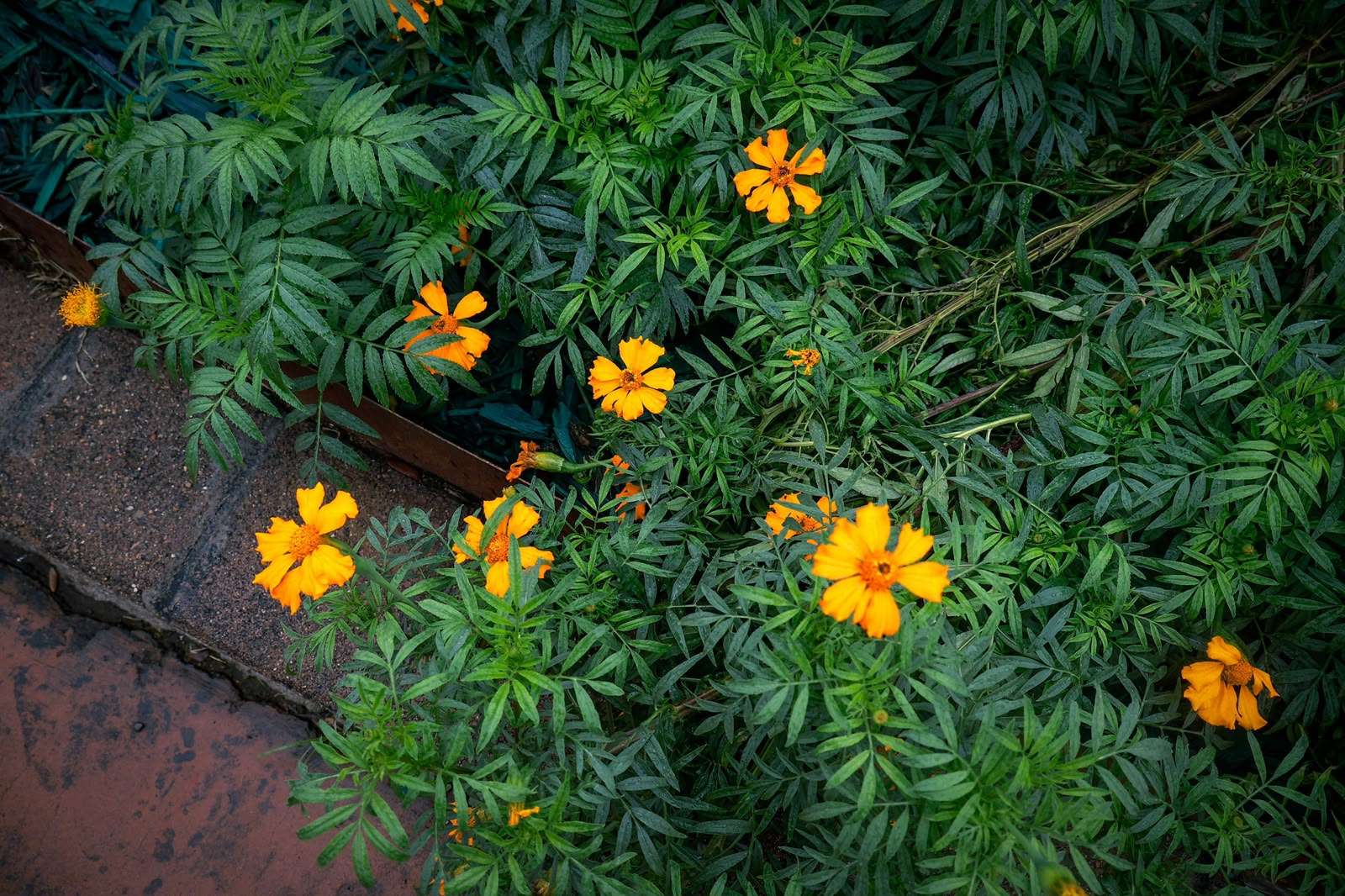 Cultiva Parral 10 mil plantas de cempasúchil por Día de Muertos