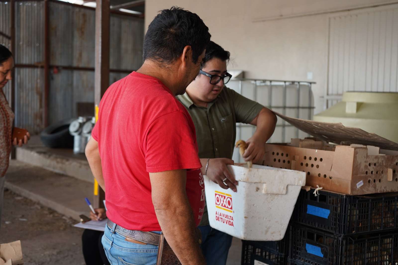 Benefician a 300 familias rurales con Avicultura Traspatio 2026