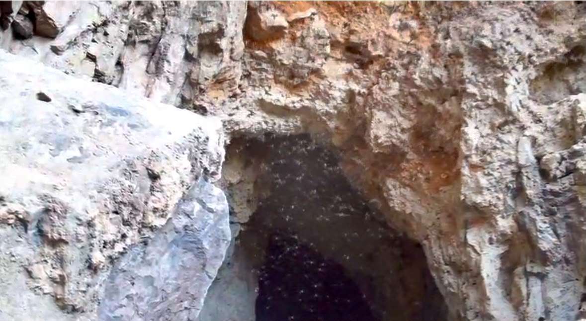 Promueven conservación de murciélagos con festival Bat Weekend