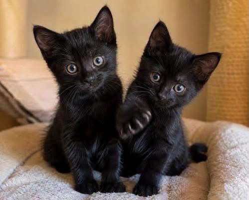Exhortan a evitar sacrificios de gatos en octubre por halloween
