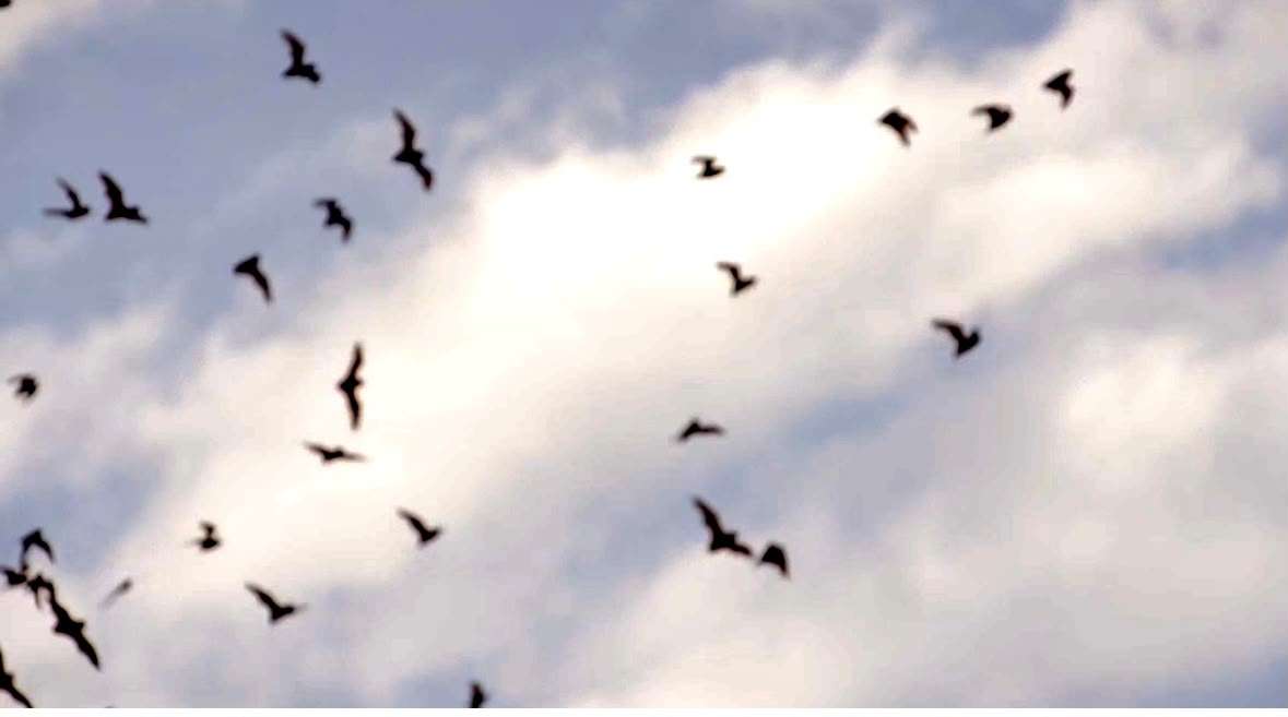 Promueven conservación de murciélagos con festival Bat Weekend