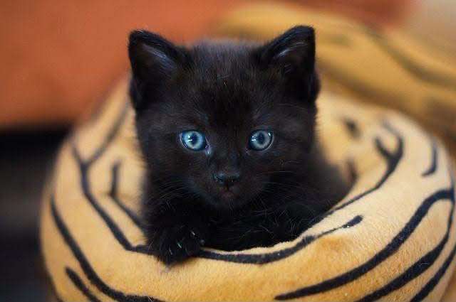 Exhortan a evitar sacrificios de gatos en octubre por halloween