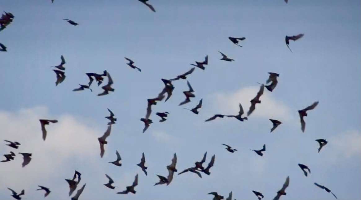Promueven conservación de murciélagos con festival Bat Weekend