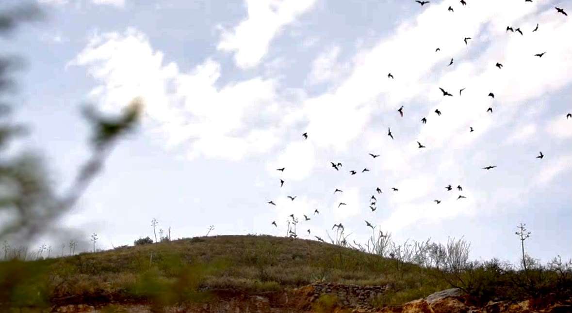 Promueven conservación de murciélagos con festival Bat Weekend