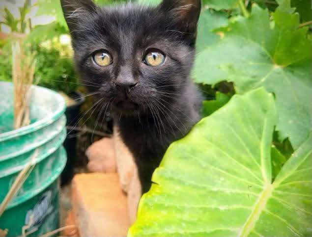 Exhortan a evitar sacrificios de gatos en octubre por halloween