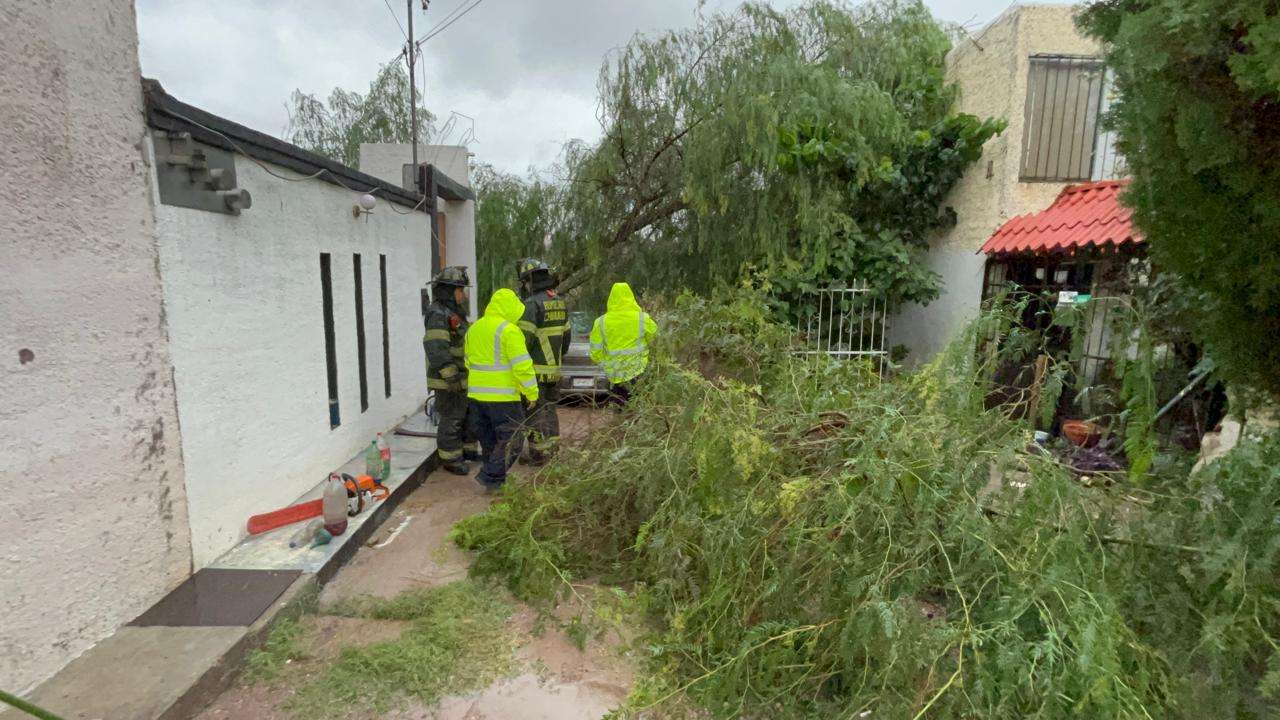 Cae árbol de 15 metros sobre auto en la Campesina Nueva