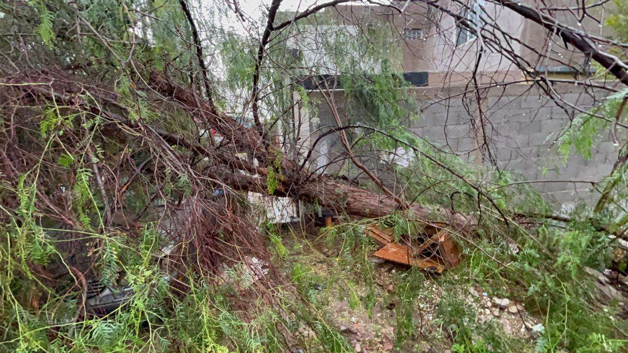 Cae árbol de 15 metros sobre auto en la Campesina Nueva