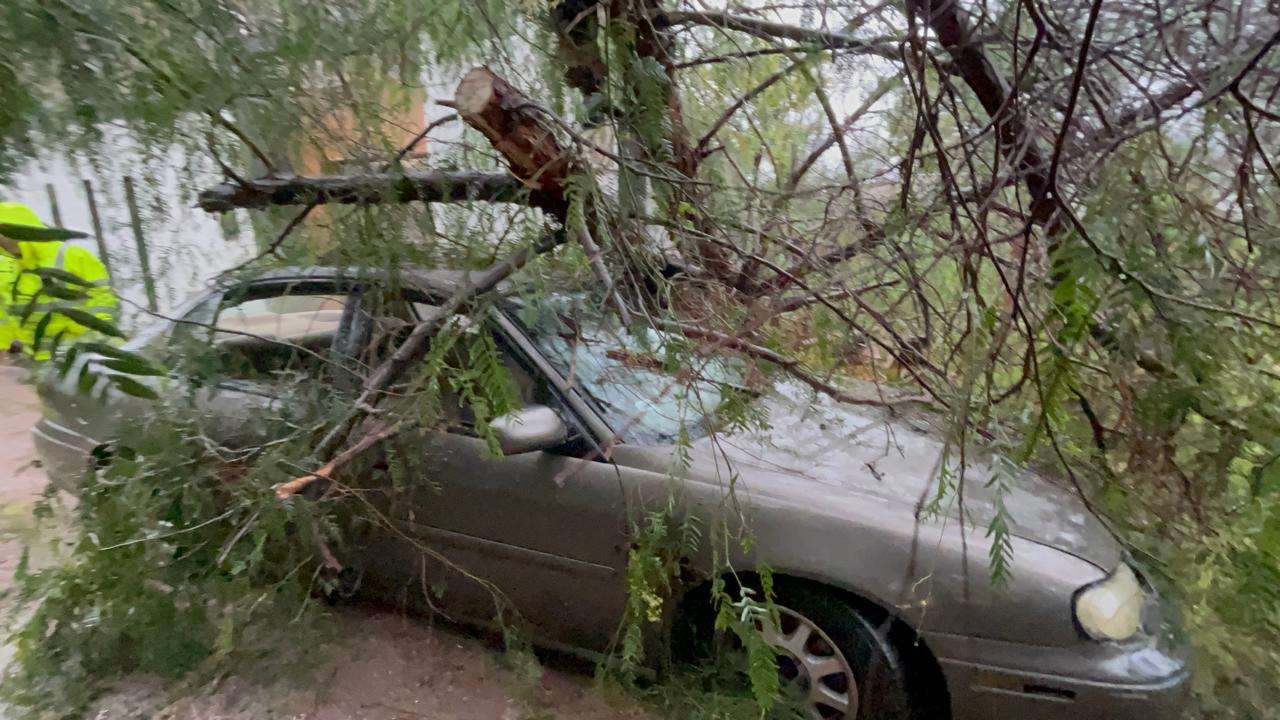 Cae árbol de 15 metros sobre auto en la Campesina Nueva