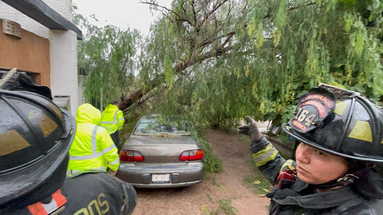 Cae árbol de 15 metros sobre auto en la Campesina Nueva