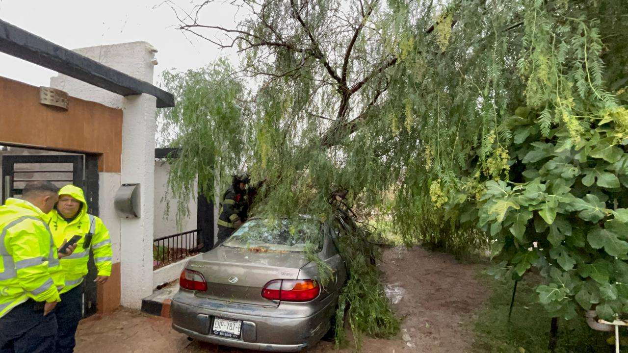 Cae árbol de 15 metros sobre auto en la Campesina Nueva