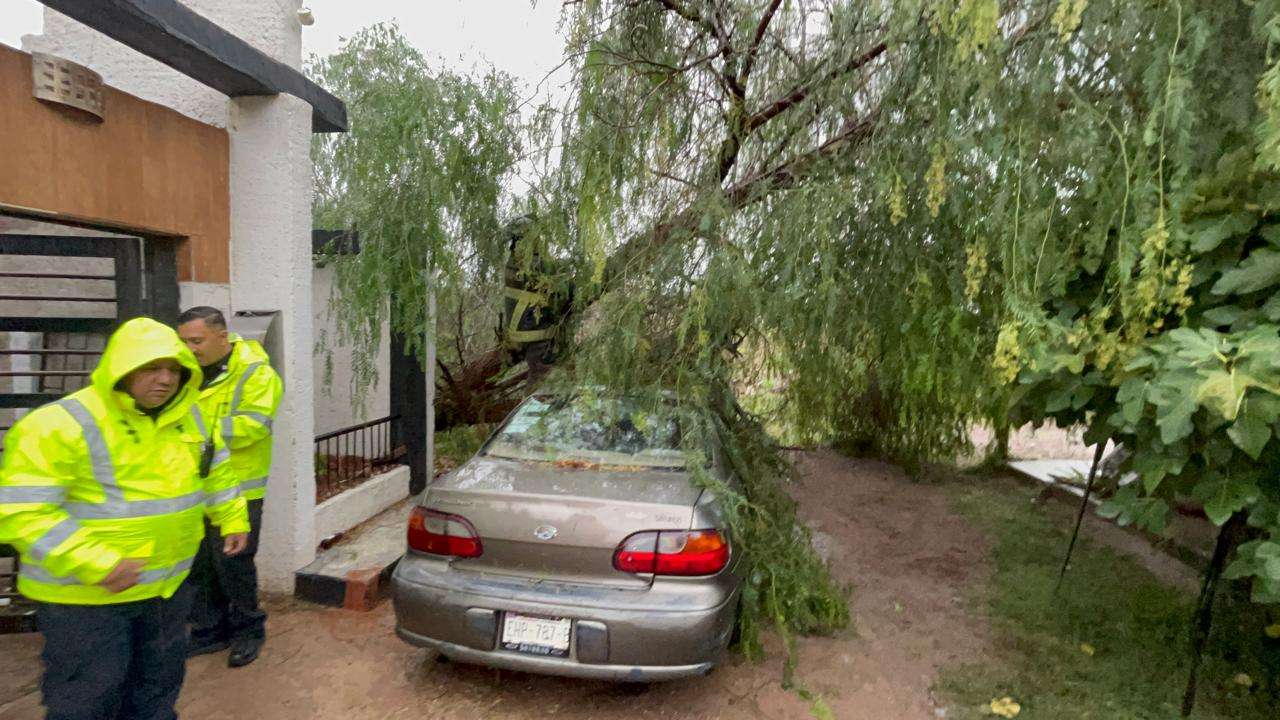 Cae árbol de 15 metros sobre auto en la Campesina Nueva