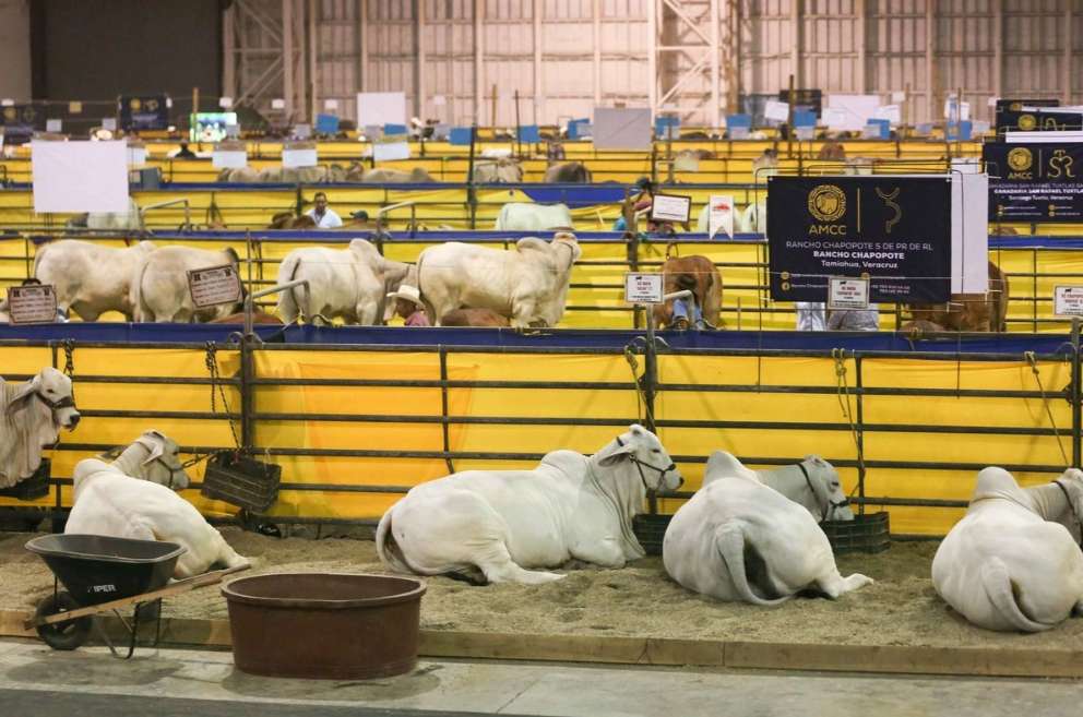 Reanudan exportación de ganado a EU por Agua Prieta el 20 de octubre