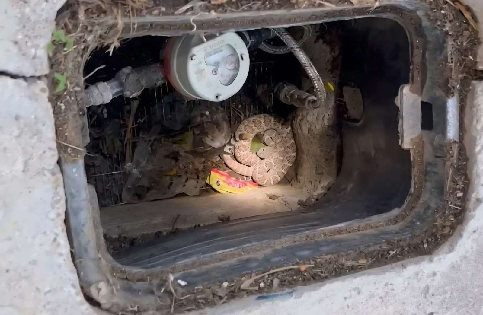 Llama bomberos a prevenir la presencia de animales ponzoñosos
