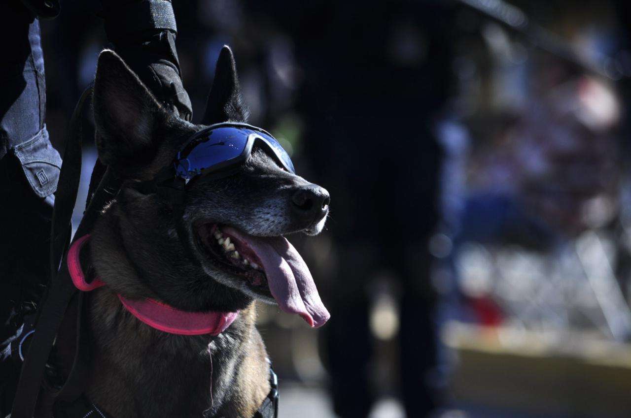 Destaca grupo K9 de la Policía Municipal con importantes golpes al crimen 
