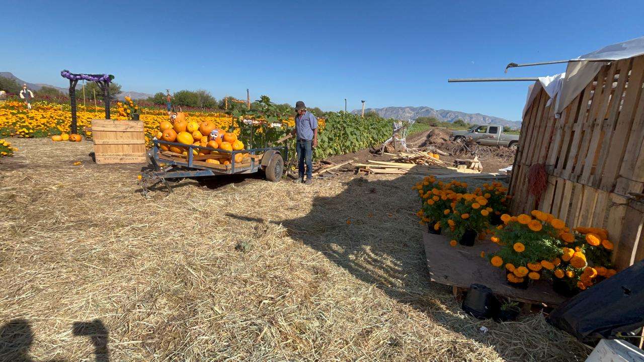 Consolidan campos de cempasúchil como atractivo turístico
