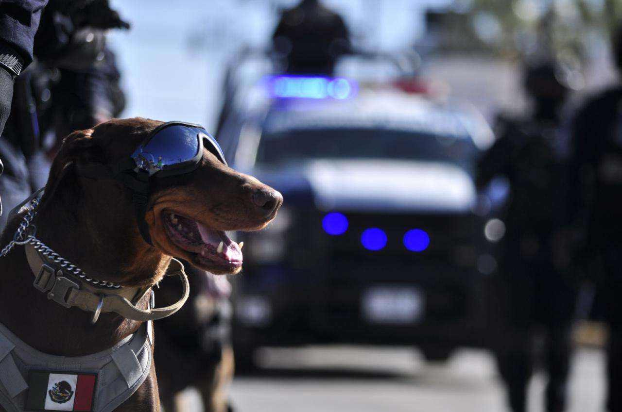 Destaca grupo K9 de la Policía Municipal con importantes golpes al crimen 