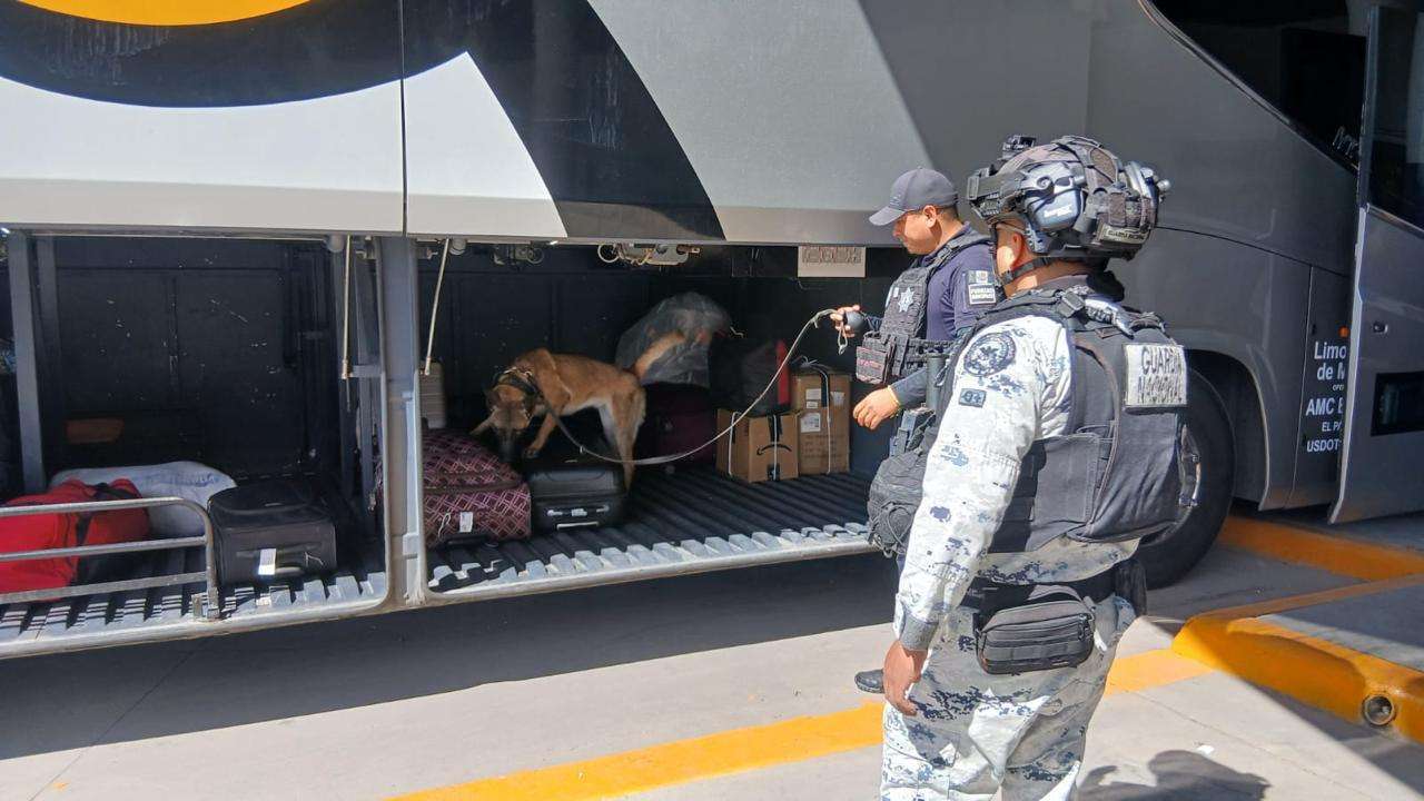 Destaca grupo K9 de la Policía Municipal con importantes golpes al crimen 