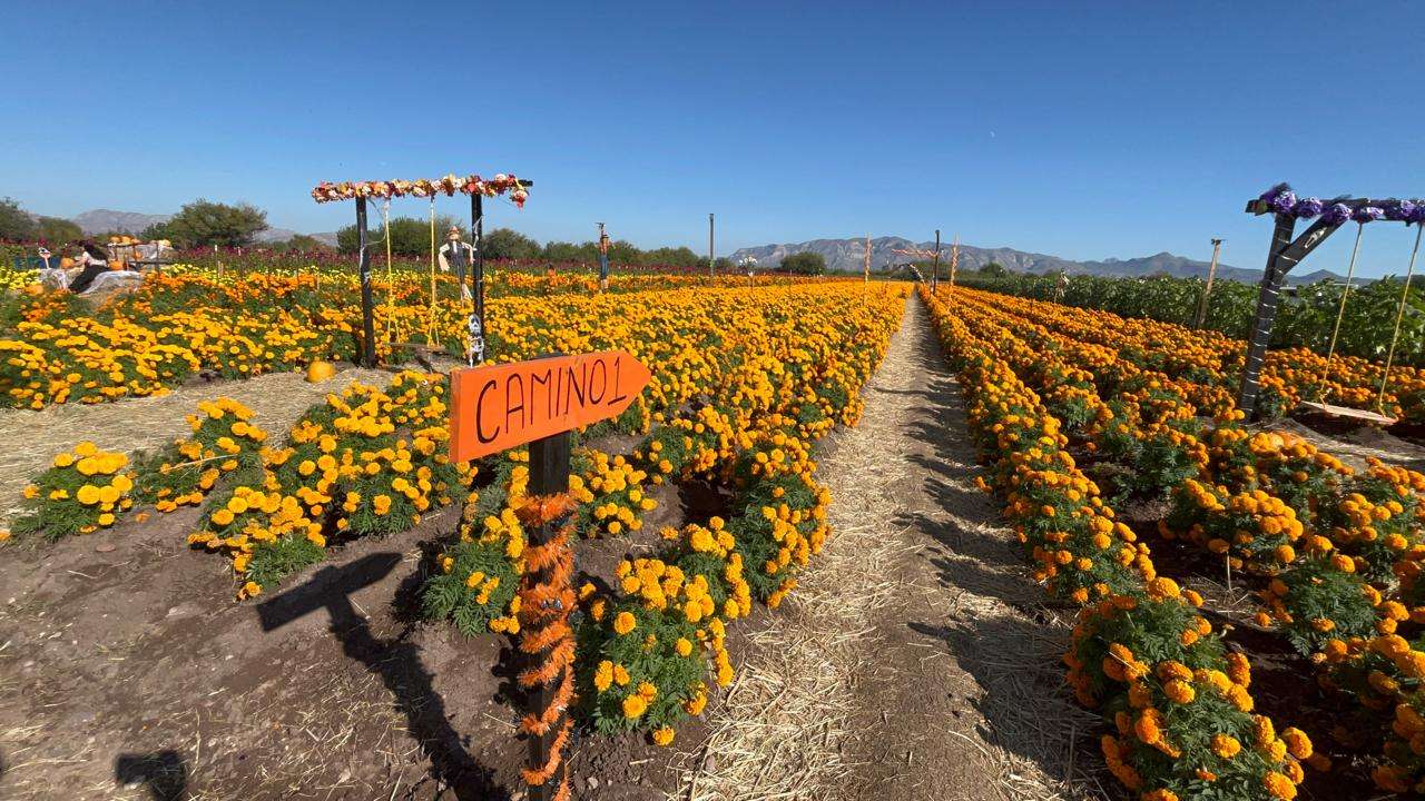 Consolidan campos de cempasúchil como atractivo turístico
