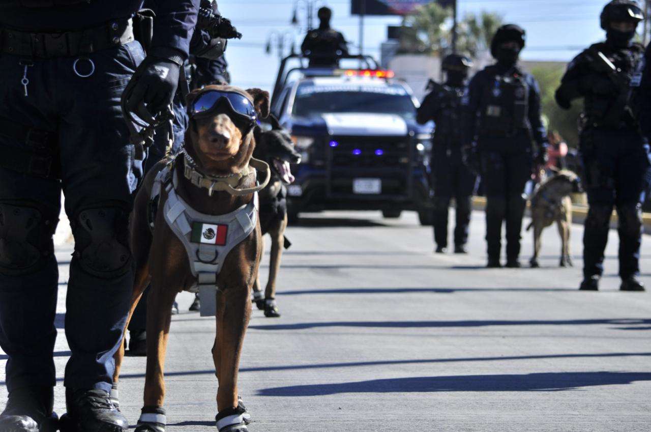 Destaca grupo K9 de la Policía Municipal con importantes golpes al crimen 