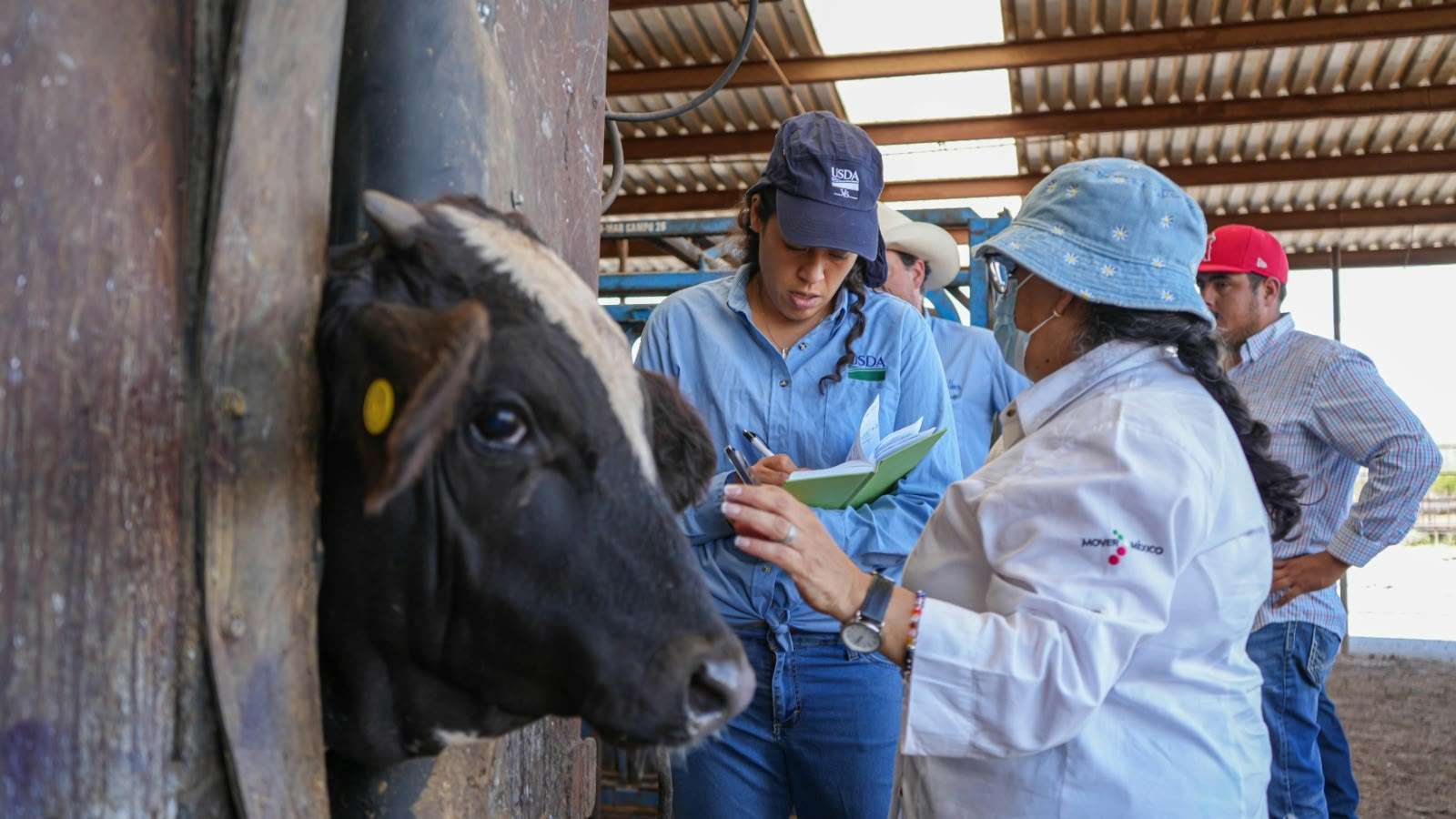 Mantiene Chihuahua el primer lugar nacional en incidencia de gusano barrenador